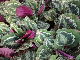 Calathea houseplant