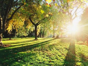 Celebrate National Tree Week