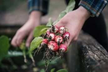 Fun seeds to sow during late spring