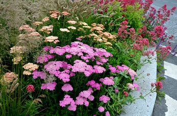 Hardy plants for your garden - Toad Hall Garden Centre