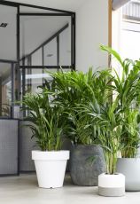 Houseplant of the month: Kentia Palm