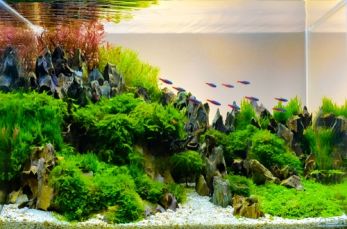 How to aquascape?