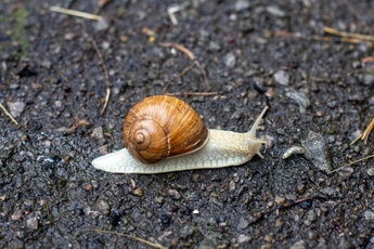How to avoid snails in the garden