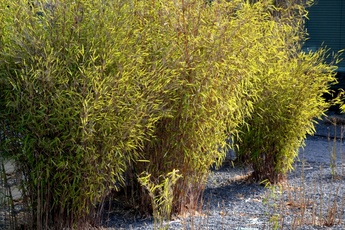 How to control and cut bamboo