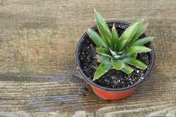How to grow a pineapple plant from a top
