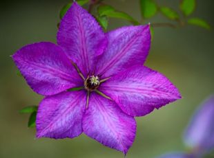 Pair up Roses and Clematis