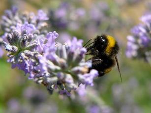 Plant a bumblebee garden