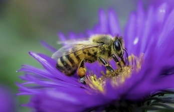 Planting a honey bee flower garden
