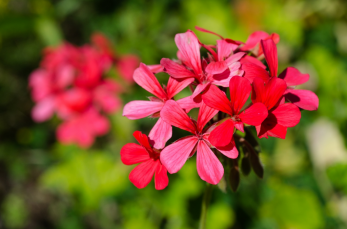 The plant of the month for May the pelargonium
