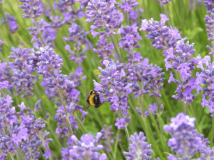 Trim English lavender