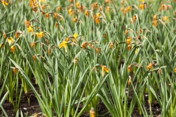 What to do after spring bulbs have flowered