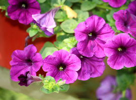 Bedding Plants