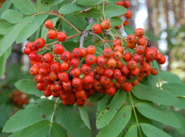 Trees for year-round colour - Toad Hall Garden Centre