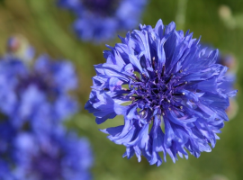 Annuals for picking