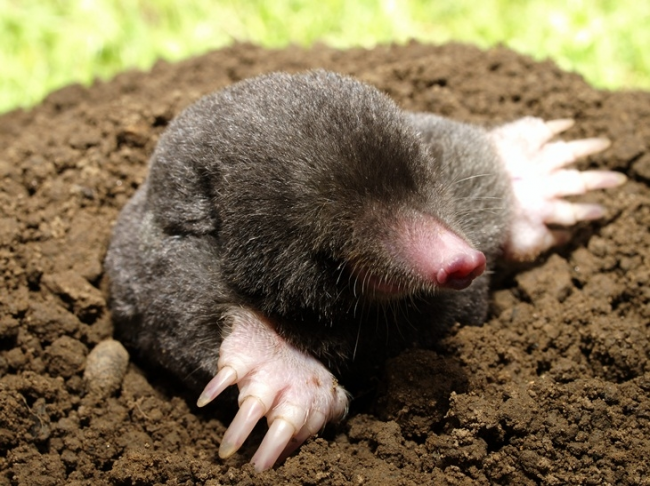 Managing Moles Toad Hall Garden Centre